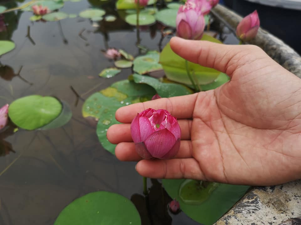 Bộ 2 Gói Hạt Giống Sen Nhật Mini - Nảy Mầm Cực Chuẩn