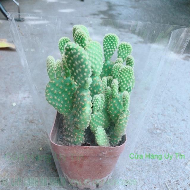 Xương Rồng Tai Thỏ