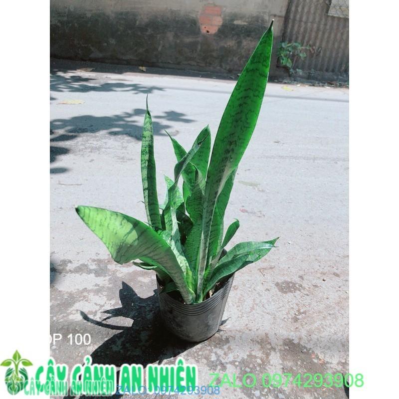 Lưỡi Hổ Sansevieria Black Coral