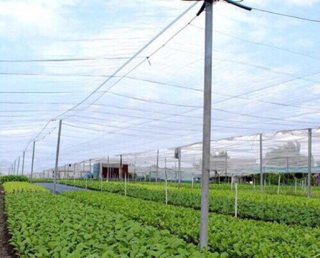 2mx 20m Lưới Chắn Côn Trùng, Lưới Chắn Bụi, Lưới Phơi Nông Sản