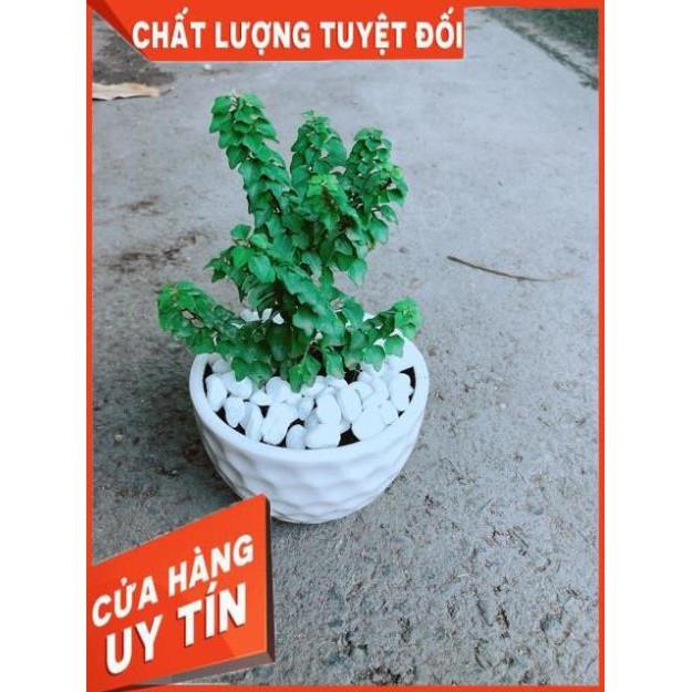 Chậu Cây Vân Sam