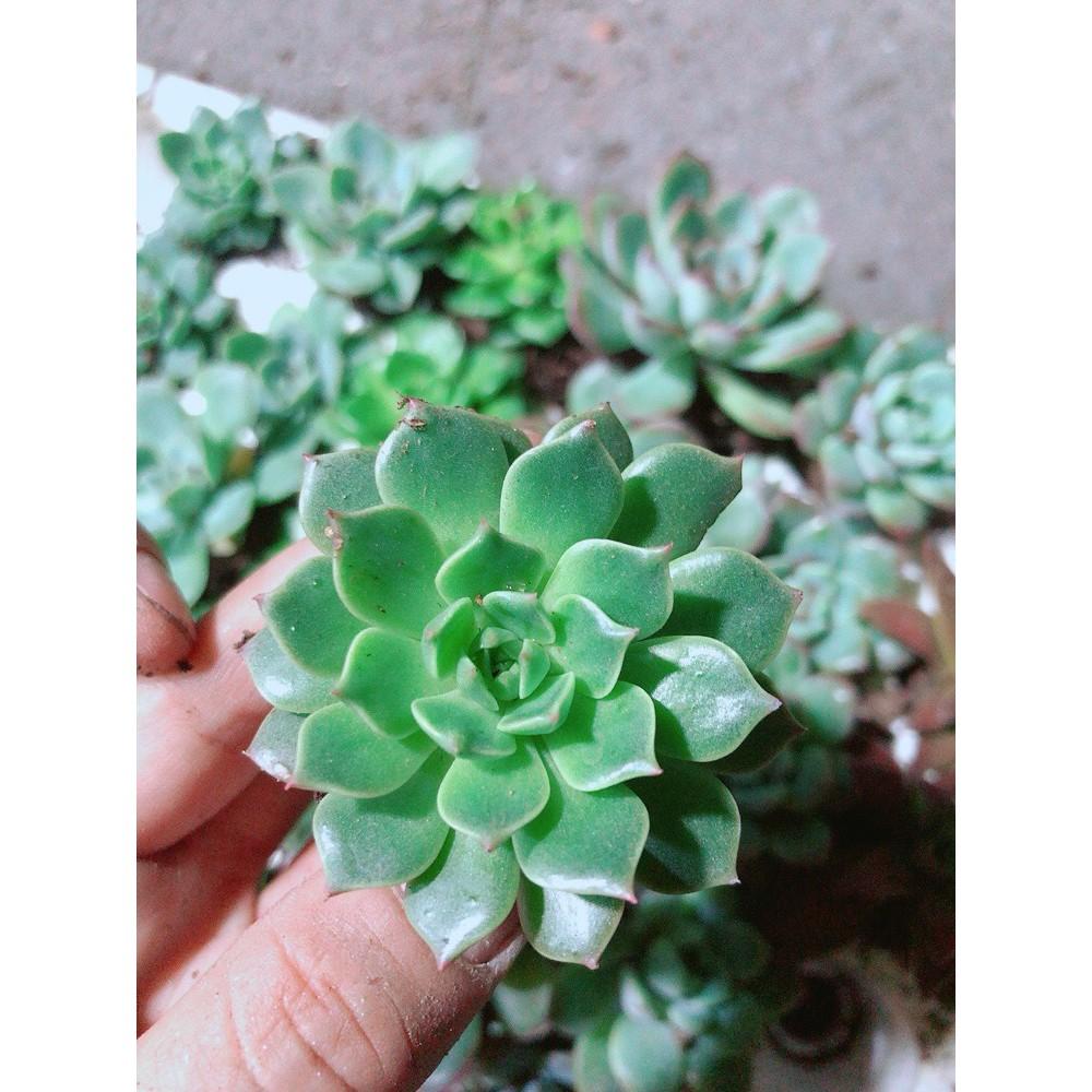 Combo 12 Cây Sen Đá