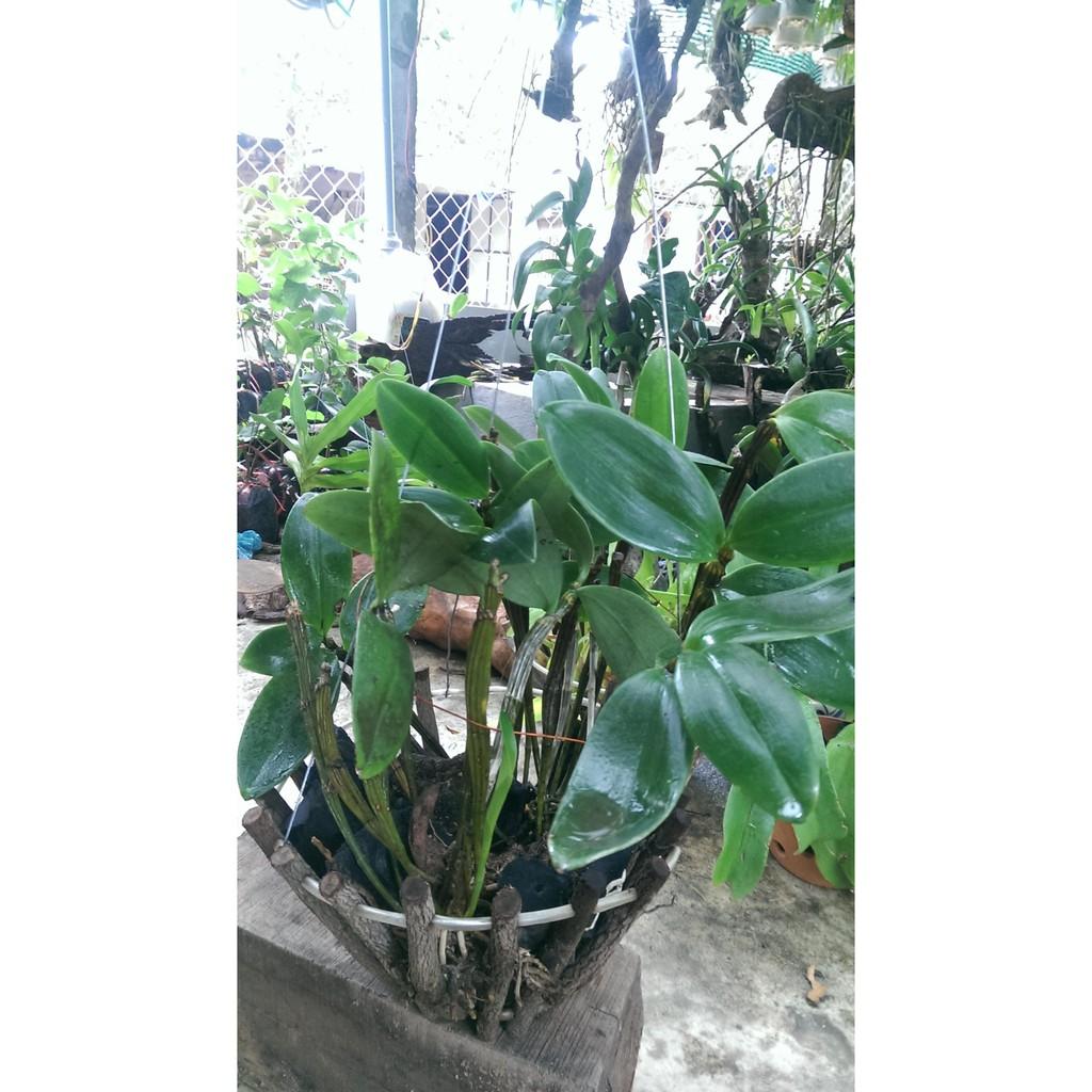 LAN KIỀU TÍM hàng rừng hoa siêu đẹp, gửi đi nguyên GIÒ