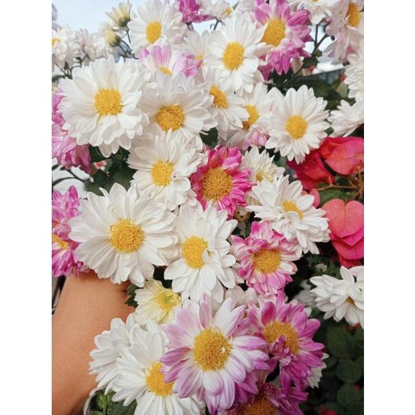 Cây giống cúc đổi màu