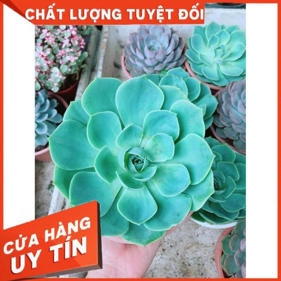 Sen Đá Xanh Đất Size Đại Nhiều Người Mua