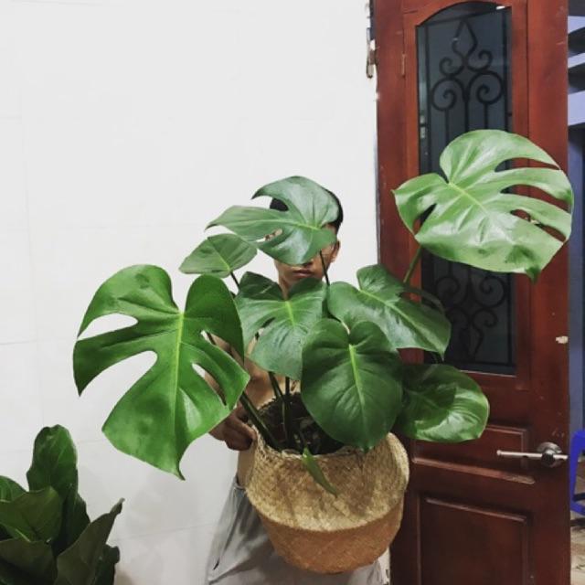 Trầu bà lá xẻ, Monstera(tặng kèm giỏ cói) cây trang trí, hút khí độc trong phòng, lọc không khí