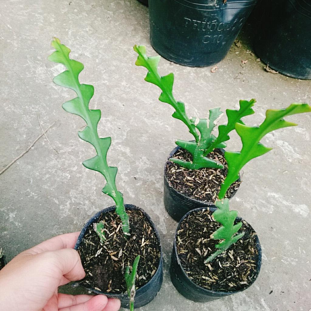 HOA NHẬT QUỲNH XƯƠNG CÁ - Hoa thơm nở quanh năm
