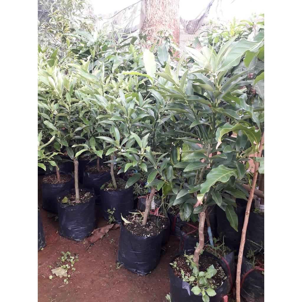 CÂY GIỐNG TẤC NGỌT SIÊU TRÁI