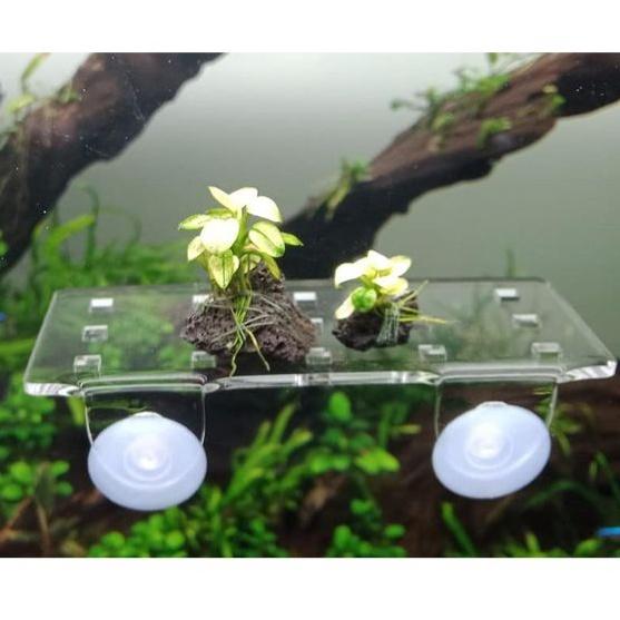 Vỉ mica trồng cây thủy sinh - Cốc mica Ươm Ráy -Bucep -Dương Xỉ -San hô - Khay trồng cây thủy sinh - Cốc mica trồng cây