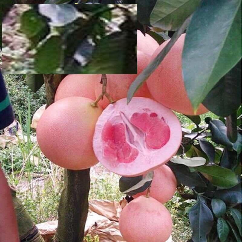 Cây BƯỞI ĐỎ PHÚC KIẾN
