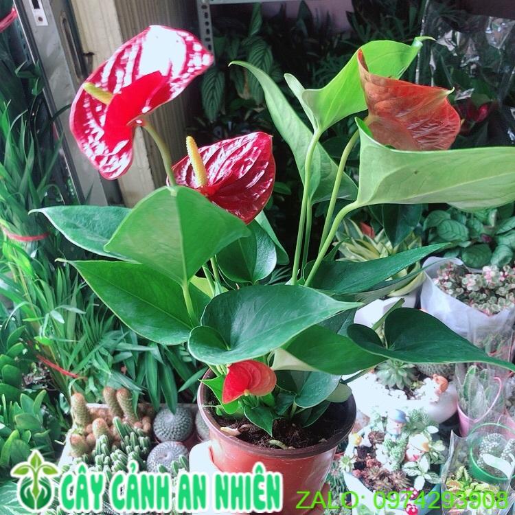 Cây Hồng Môn
