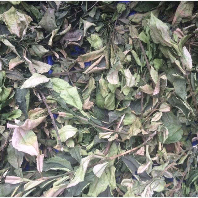 500gr lá bưởi khô sạch thu hái từ cây nhà trồng - hàng nhà làm thủ công