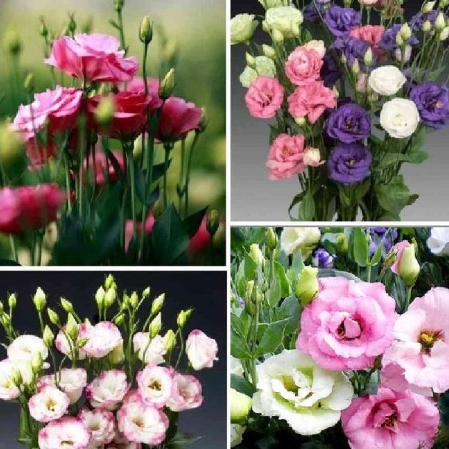 Hạt giống hoa cát tường nhiều màu-gói 5 hạt