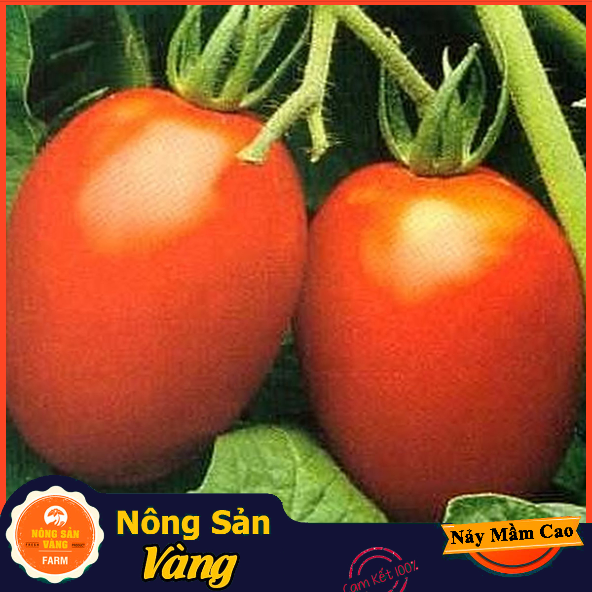 Hạt giống Cà Chua Leo Giàn - Nông Sản Vàng