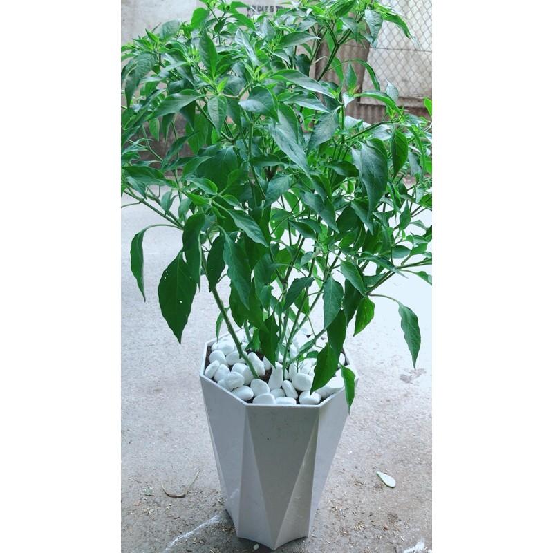Chậu Ớt Hiểm