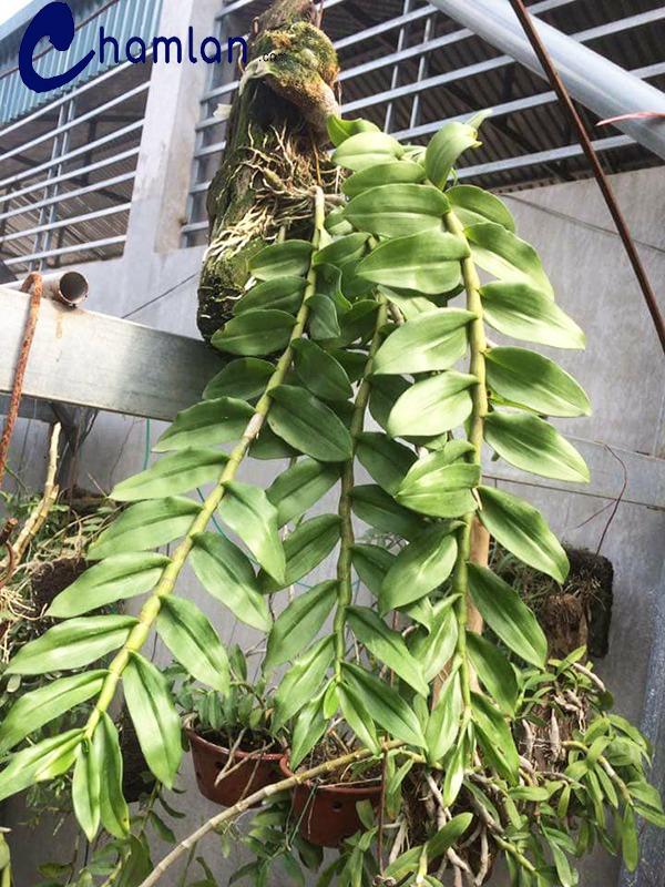 PHI ĐIỆP VÀNG HOA ĐẸP, BÓ PHI ĐIỆP VÀNG
