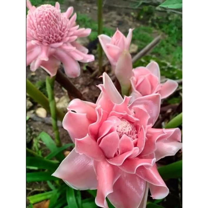 Củ giống cây hoa sen đa lộc
