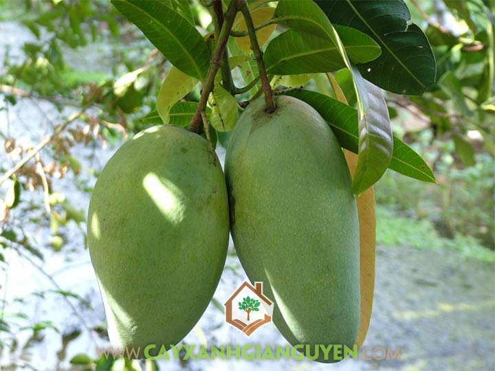 CÂY GIỐNG XOÀI KHÔNG HẠT SIÊU SỚM