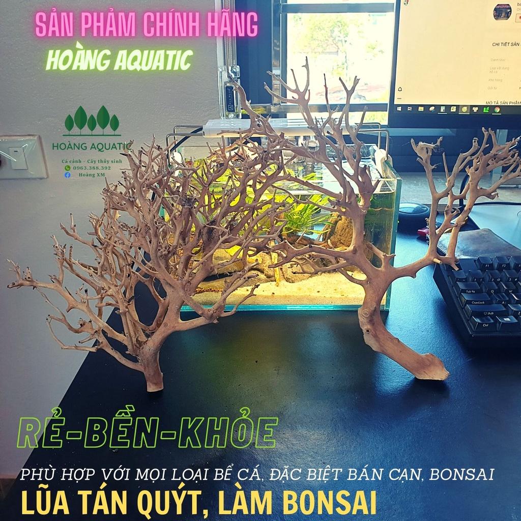 LŨA XƯƠNG CHÙM, TÁN QUÝT, TÁN ĐẸP, DÙNG SETUP TÁN CÂY BONSAI, HỒ CÁ THUỶ SINH