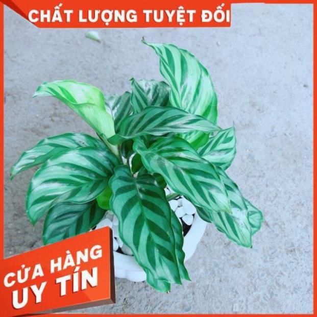 Chậu Đuôi Công Xanh