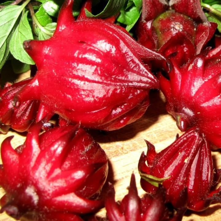 Hạt giống Atiso đỏ