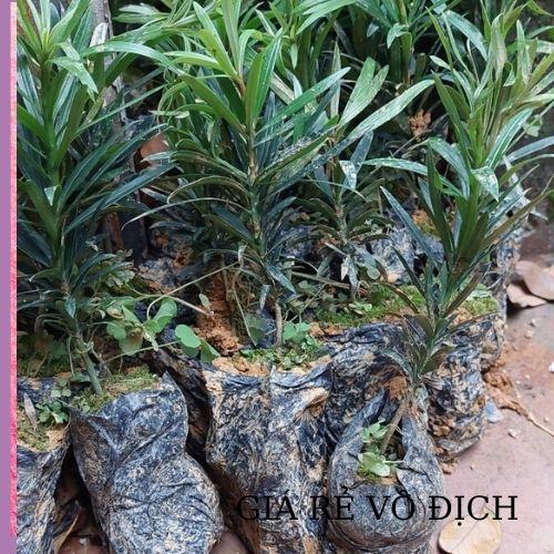 CÂY TÙNG LA HÁN GIỐNG TÙNG VẠN NIÊN CÂY CAO 10-15CM TẠO DÁNG BONSAI