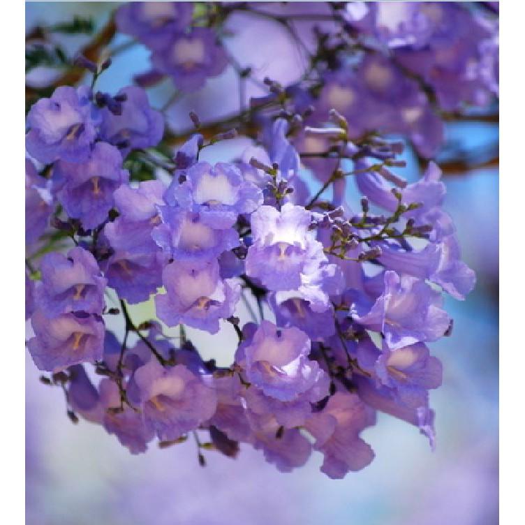 Hạt giống hoa phượng vĩ tím 5 hạt/gói