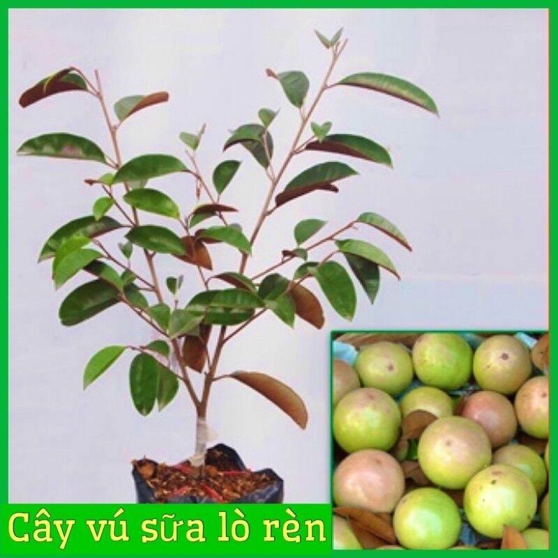 0Cây giống vú sữa tím lò rèn quả to ít hạt vị thơm ngọt