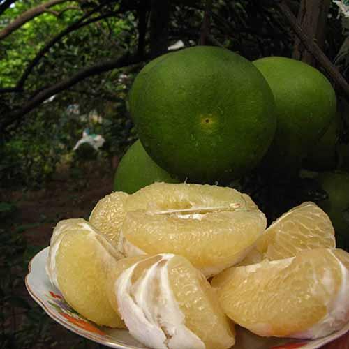 Cây giống bưởi năm roi