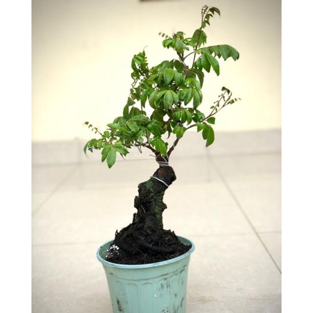 Cây khế bonsai cao 35-40cm