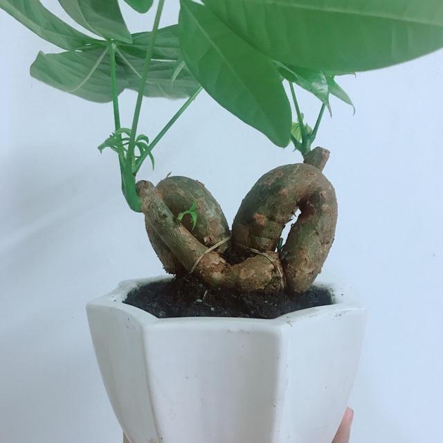 Chậu Kim Ngân Nơ