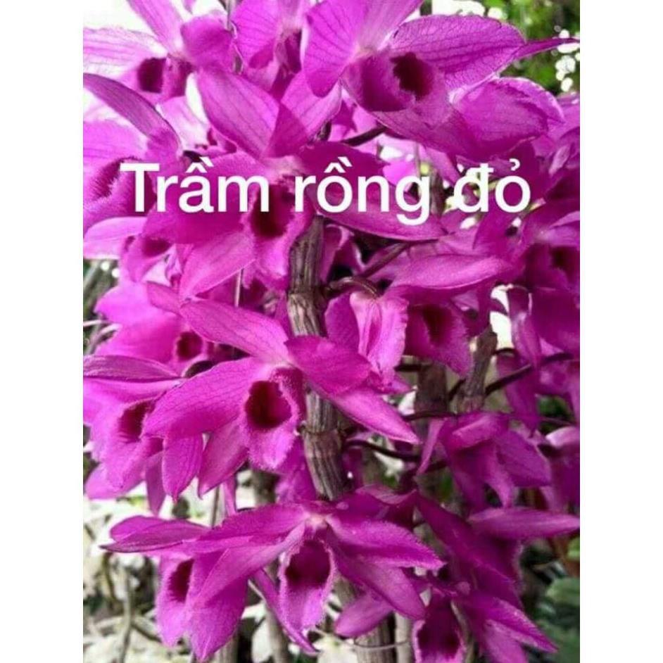 CỐC LAN TRẦM TÍM LAI PHI ĐIỆP GIỐNG ĐỦ LOẠI HÀNG GIEO HẠT TÙY CHỌN + Tặng 01 cây dâu da đất