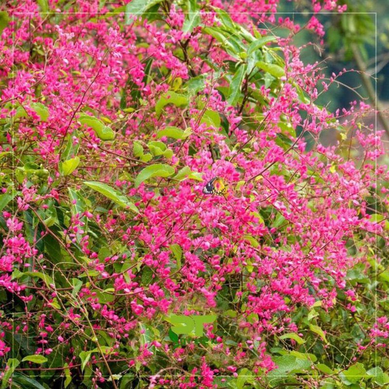 Cây hoa tigon hoa tím đẹp