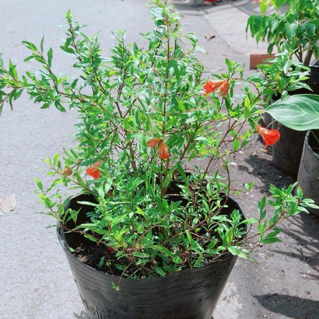 Cây Lựu Cho Sai Trái