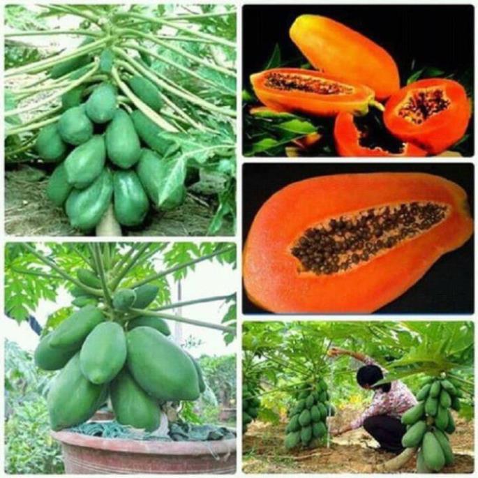 COMBO 2 CÂY GIỐNG ĐU ĐỦ RUỘT ĐỎ LÙN ĐÀI LOAN, SIÊU QỦA, SIÊU NGON, SIÊU KINH TẾ, CAM KẾT GIỐNG CHUẨN F1