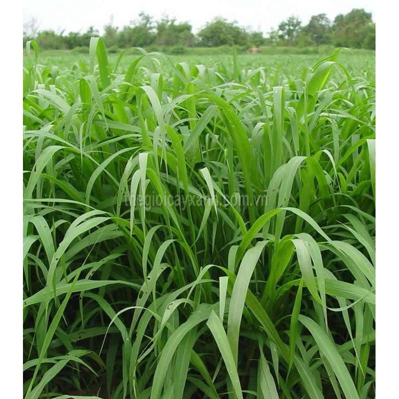Hạt Giống Cỏ Chăn Nuôi Chịu Ngập Ubon Paspalum KNS3736 - Gói 50 GRAM