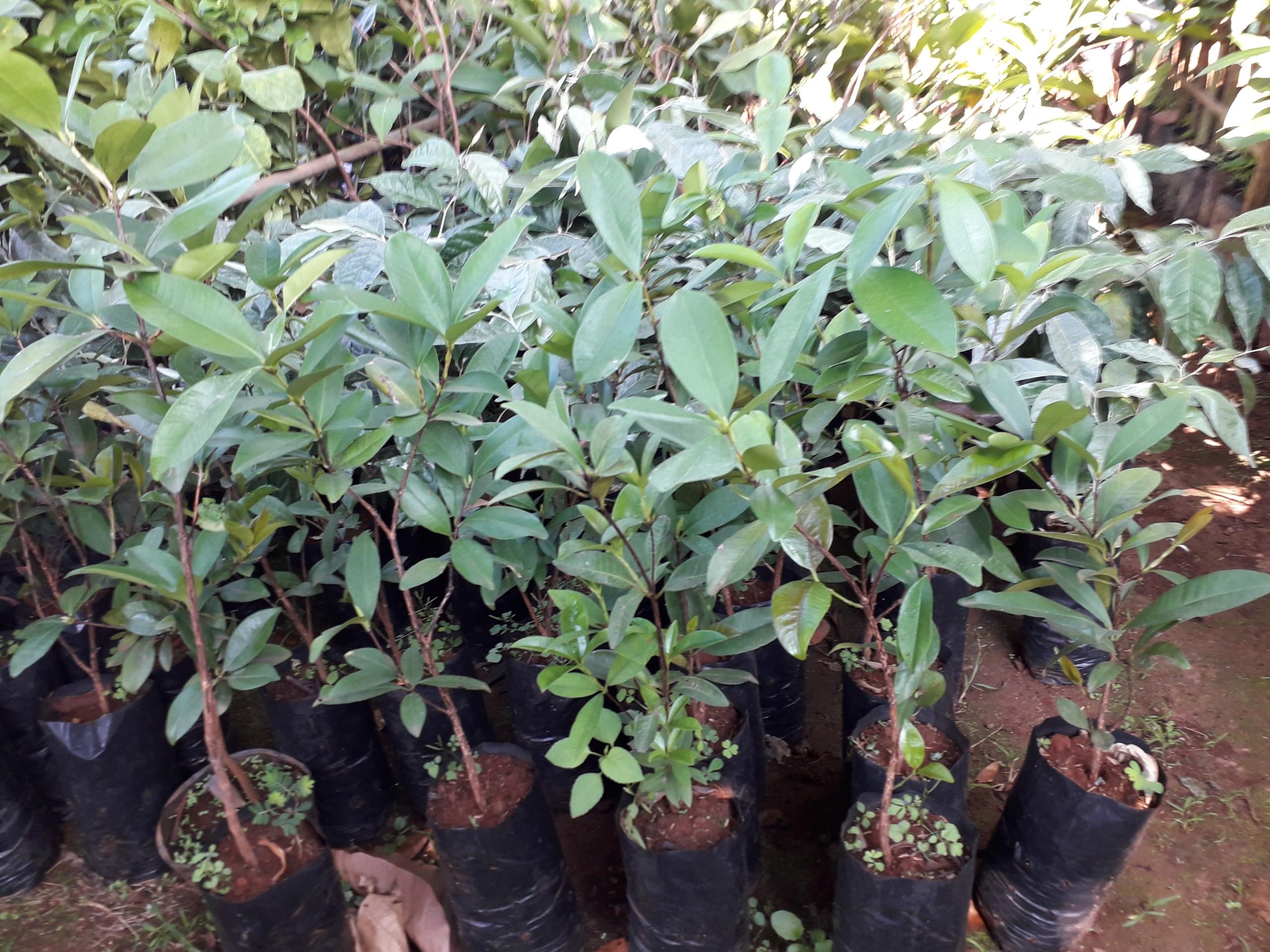Cây giống Cherry Anh Đào Mỹ.
