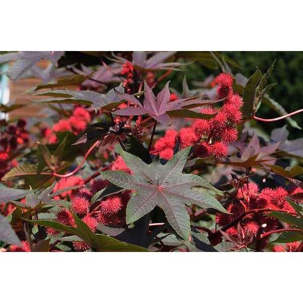 Cây giống cây thầu dầu tía đỏ tươi