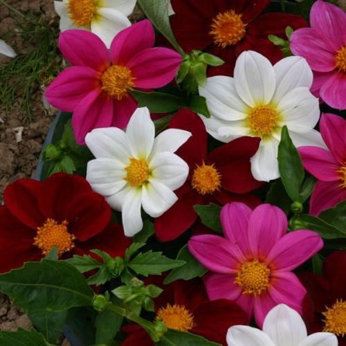 Hạt giống hoa thược dược