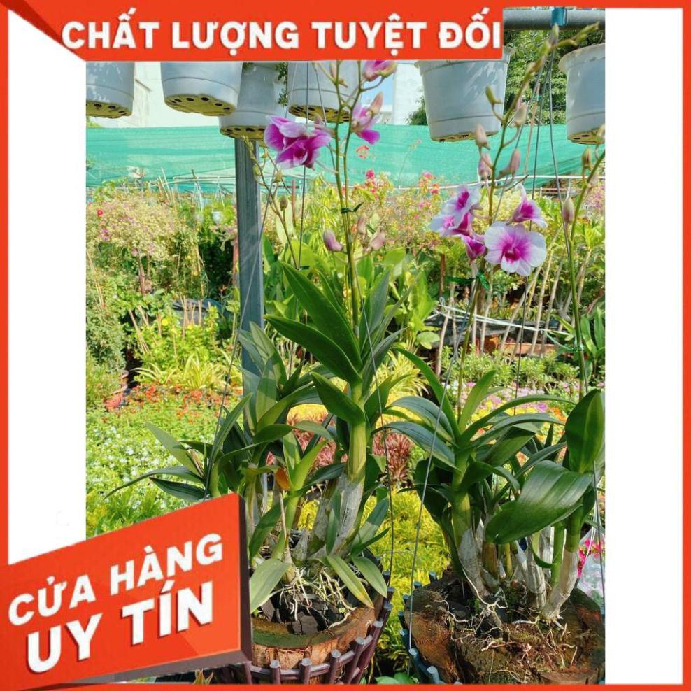 Hoa lan dendro yaya Nhiều Người Mua