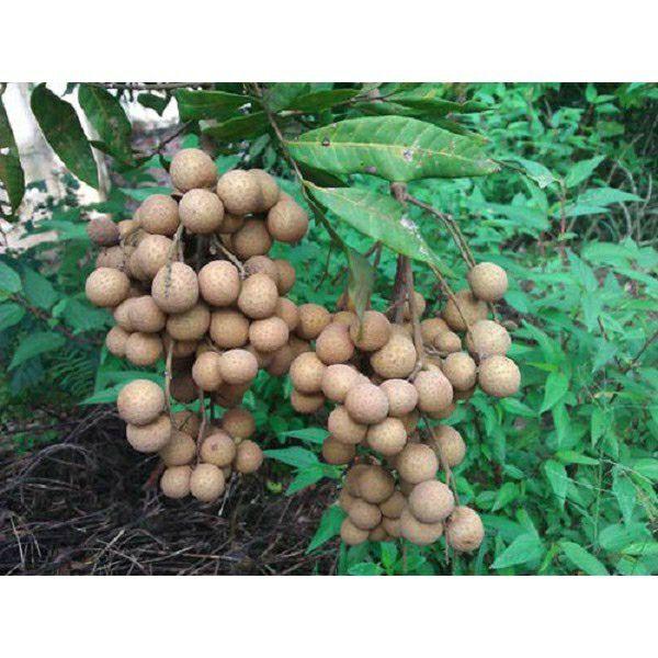 Cây giống Thanh nhãn siêu trái