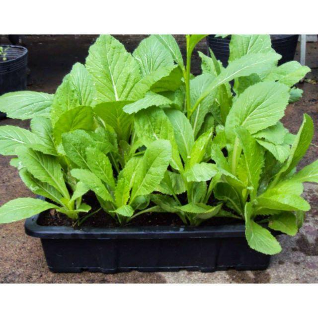 20g Hạt giống cải Mơ Hoàng Mai Cao Sản