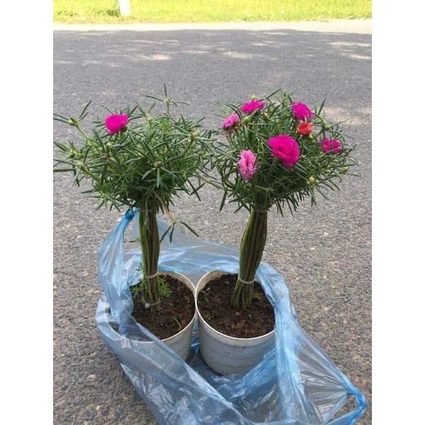 Combo 20 cành 10h cành dài làm bonsai