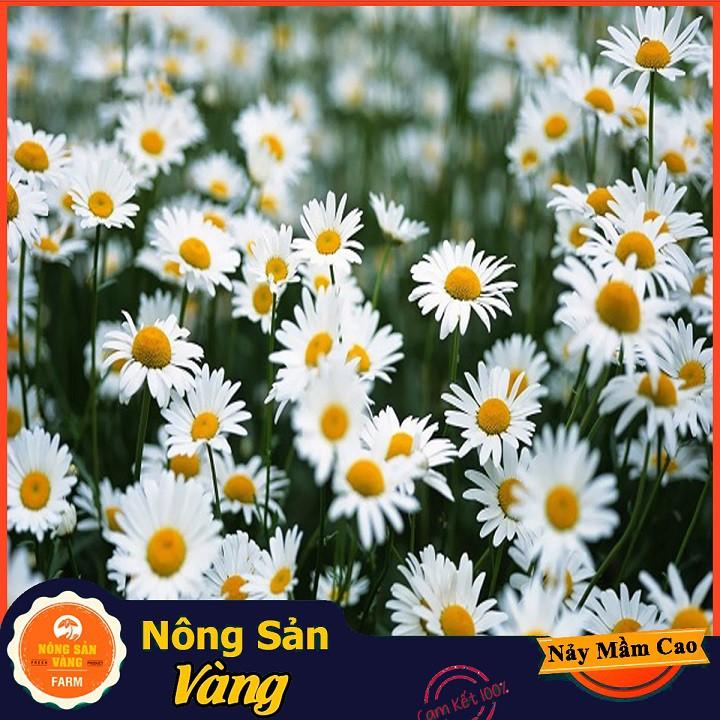 Hạt giống Hoa Cúc Họa Mi Trắng