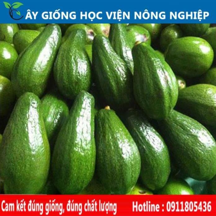 Sản phẩm Cây Ăn Trái cây giống bơ sáp
