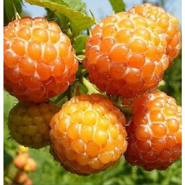 Hạt giống cây ăn trái mâm xôi vàng-Gói 30 hạt/tặng kèm gói phân bón lót