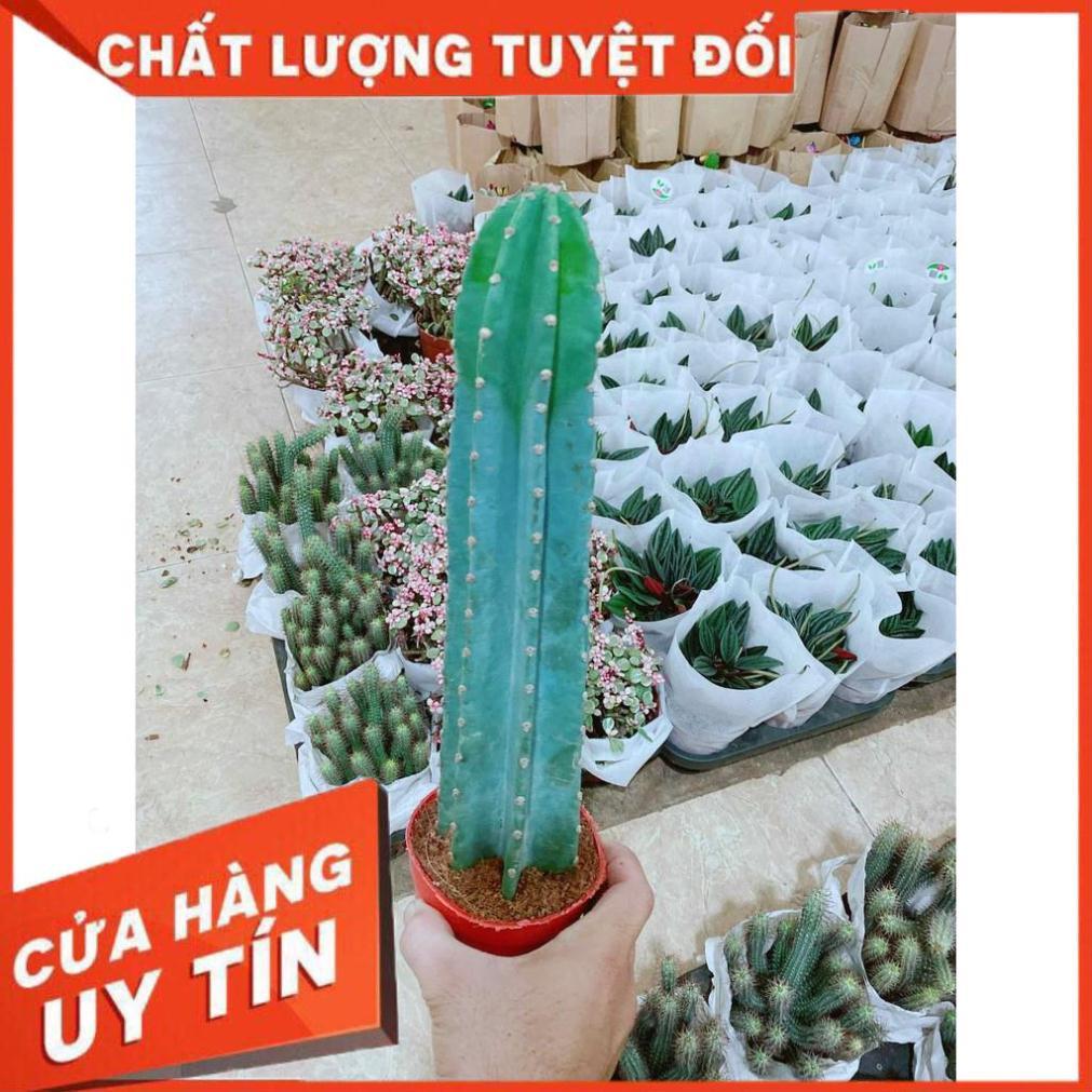 Xương rồng Nhiều Người Mua