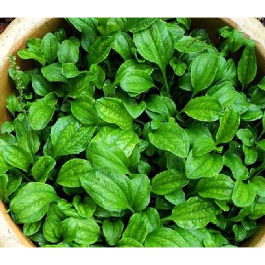 Combo 3 gói hạt giống cây mã đề-gói 2 gram - Tặng 1 gói phân bón