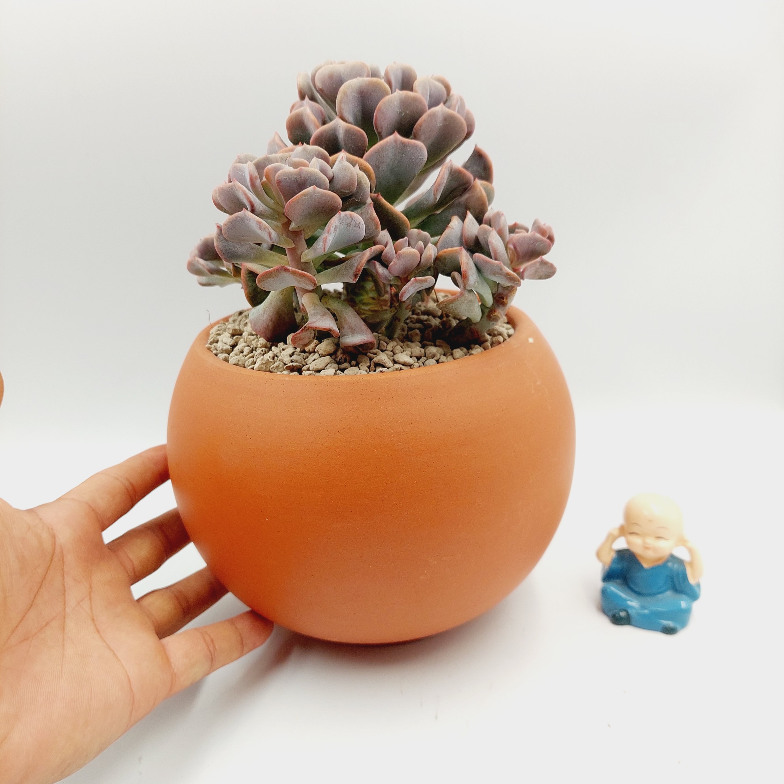 Chậu đất nung, chậu sen đá - A ball succulent 13125, miệng chậu 13cm, chiều cao 12.5cm