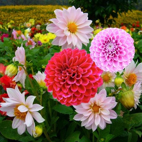Combo 5 Hoa Thược Dược củ giống, hàng đẹp, siêu rẻ, dễ chăm sóc